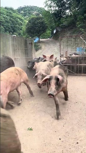 Amazing Open Pigs Gate Farming #amazing #farming #pig #viral #animals #pigfeed #pigfarm #farmlife