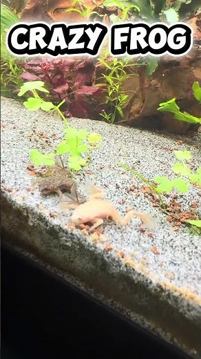 Mes grenouille africaine 100% aquatique