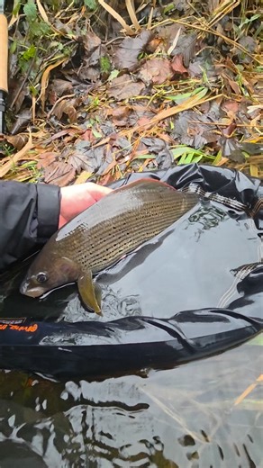 Autumn grayling fishing on The River Dove. | Damian Robinson