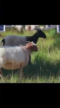 Double Harvest: Solar Power + Sheep Breeding 🌞🐑