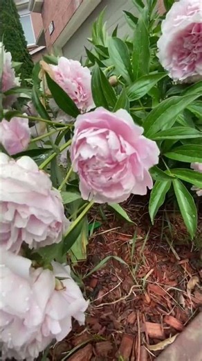 Beautiful pale pink Peony/Huge bloom after the rain
