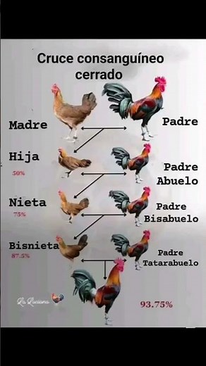 Cruce consanguíneo cerrado #gallos #pollo #criadero #animales #aves #galleros #rooster #gallinas