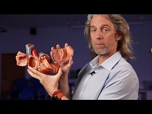 Anatomy inside the heart