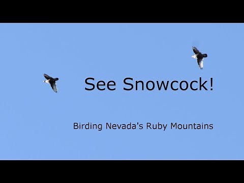 How to find a Himalayan Snowcock! Birding Nevada's Ruby Mountains and Releasing Hawks