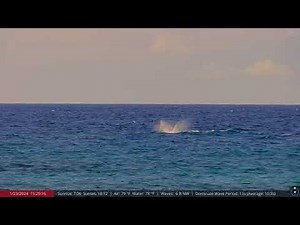 Jan 23, 2024: Virtual Whale Watching in Maui, Hawaii (Humpback Whales!)