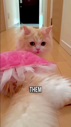 🙀Can Cats REALLY Remember Their Owner's Face?🧠🤔