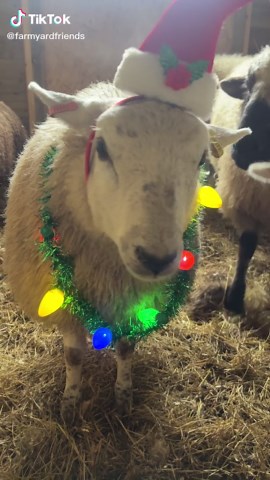 the sheep are christmas ready #sheep #fyp #viral #farmyard #christmas