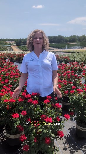 Roses… in containers? Yes—and they look amazing! 🌹✨ Helen explains why this is the perfect "one and done" container bloomer. Grace N’ Grit™ Red Shrub Rose thrives in containers with vivid blooms and low-maintenance energy that makes you feel like a garden pro. Heat? Humidity? No problem. Just long-lasting color with none of the stress. #monroviaplants #rose #containergarden #gardeninspiration | Monrovia