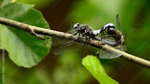 Reproduction of dragonflies. Dragonflies reproduce in natural conditions 11