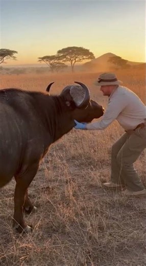 Wild Buffalo Suffering From a Strange Parasite… Then This Rescuer Did the Unbelievable