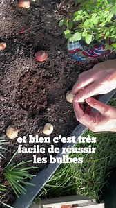 C’est le moment de planter les bulbes de tulipe pour avoir une belle floraison au printemps. Et vous verrez, ca marche a tous les coups ! #tulipe #jardin #nature #automne #bulbes #garden #printemps #fleurs #massif #couleur #balcon #pot | Roland Motte