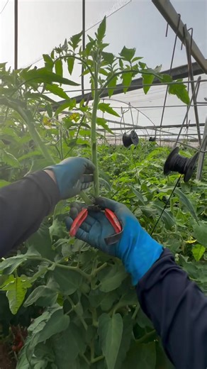 Essential Tips for Successful Tomato Farming