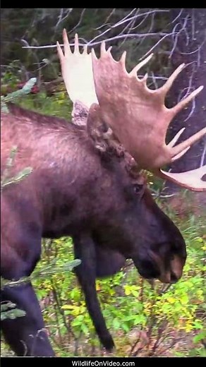 Bull Moose Vocalizations During the Rut