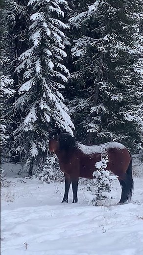 Wild stallion in the snow #horse #nature #animals #wildlife