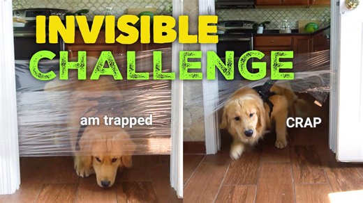 My Dog's Reaction to the Invisible Challenge 😂✨
