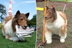 Toco the ‘human collie’ who lives in $16K dog suit may be forced to close his human ‘zoo’