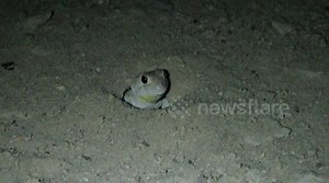 Male barking gecko performs his highly vocal territorial call