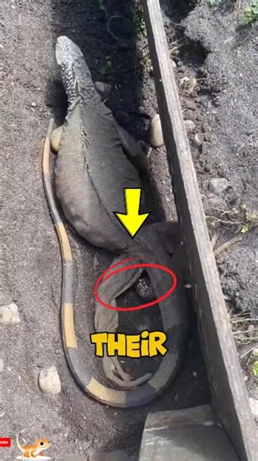 Where Do Pet Lizards Lay Their Eggs?