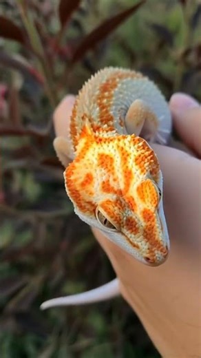 Nature’s Mosaic: Orange-Spotted Gecko Close-Up #TokayGecko #ReptileBeauty