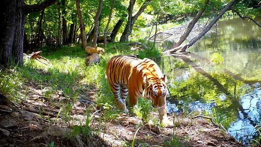 116K views · 3.8K reactions | RARE AMUR TIGERS CAUGHT ON CAMERA ...