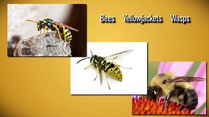 What you can do to protect yourself from wasps