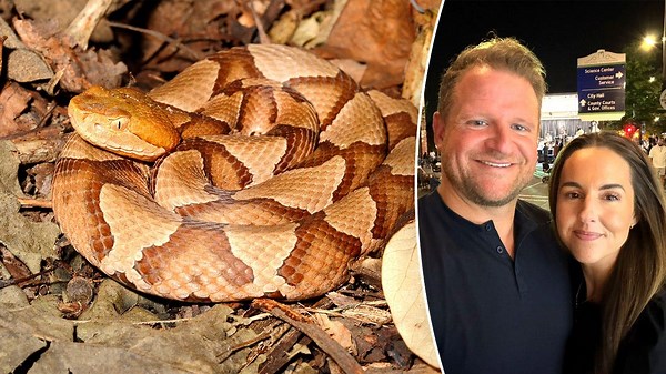 Man bitten by snakes 200 times may help create universal anti-venom