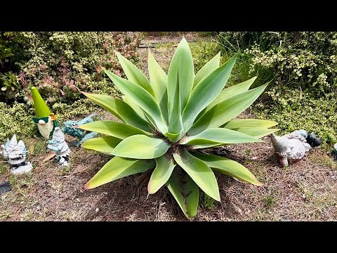 How To Transplant An Agave Plant