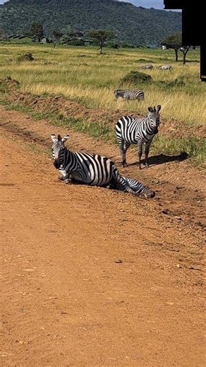 Ever seen a zebra give birth? A Rare Moment spotted in the Masai Mara by Elly Ledama while on a game drive. It's very special to spot such kind of a once in a lifetime sighting. Contact us today on https://cheetahsafaris.com/contact/ or WhatsApp 0729 744244 and let’s make your first Kenyan safari a story worth telling forever! #cheetahsafaris #cheetahsafariske #CheetahSafaris #MasaiMara #Zebras #wildlife #wildlifephotography #discoverwildlife | Cheetah Safaris