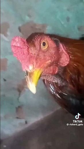 Chicken beatbox