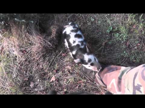 Wild Pig Attack!! Brutal Damage To Legs & Feet!