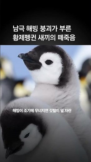 남극 해빙의 붕괴, 굶주리는 새끼 펭귄들…황제펭귄 5년새 22% 줄었다