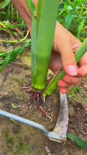 FR 85321501 mini rotary tillage and ridging all-in one tree🌲#shortvideo#trending#subcribe