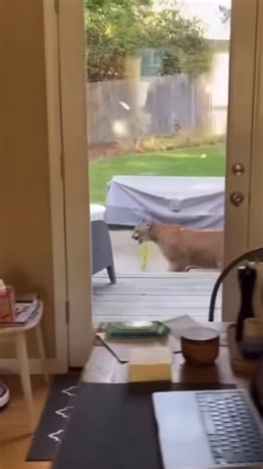 All Hands Ecology on Instagram: "A mountain lion was spotted on Sunday walking through a neighborhood in Sebastopol. We know that these sightings can cause anxiety and bring up a lot of questions of safety. Please check out and share our coexistence resource for more information about our wild neighbors, mountain lions, offering information about these magnificent animals, tips for coexistence, and recommendations for keeping pets and livestock safe. Link in bio. Video by Debbie Conti. More on t