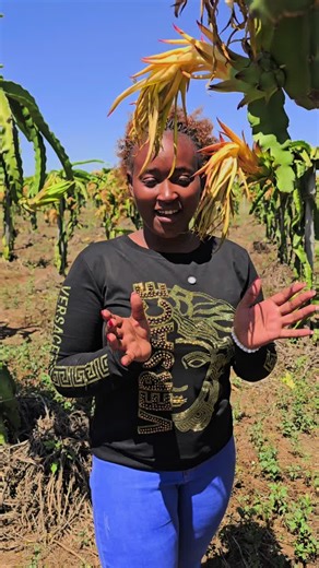 How to Care for Dragon Fruit Plants Effectively