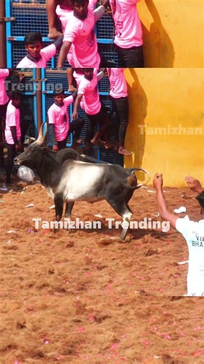 ஆத்தாடி என்னா பார்வை 😱 #jallikattulive #jallikattu #jallikattuvideo