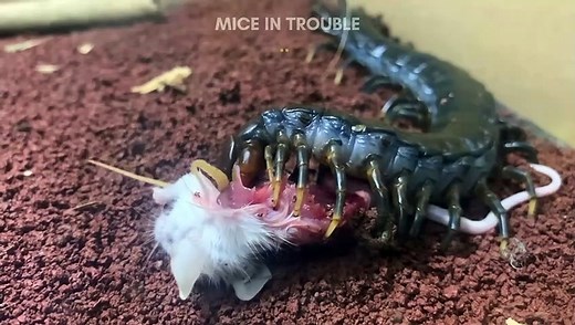 GIANT CENTIPEDE EATS WHOLE MOUSE❗️SCIENCE EDUCATION LIVE FEEDING❗️PART 2