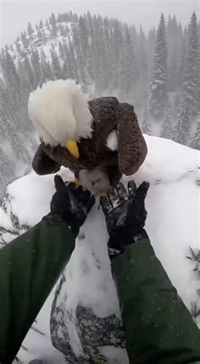 ​Heart-Stopping Moment: Eagle Mom Trusts Human to Help Her Chick ​Into the Storm: Rescuing a Frozen Eaglet on a Mountain Peak​#WildlifeRescue #BaldEagle #NatureLovers #AnimalRescue #Heartwarming