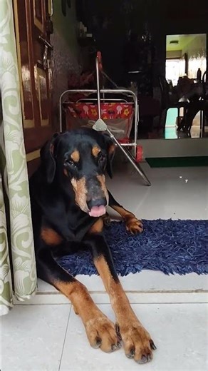 😁😁#rinkujha #viral #shortvideos #shorts #sero #petlover