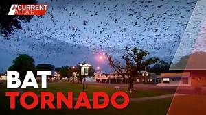 #FlashbACA: "It's like a bat tornado over the town." 🦇 Two years ago, in the Queensland town of Ingham, fruit bats outnumbered the population by hundreds of thousands. Read more: http://9Soci.al/1OEw30slGwI #9ACA | A Current Affair