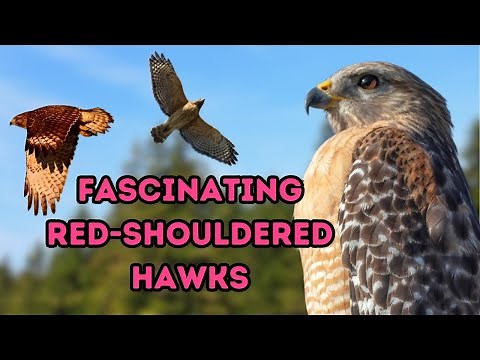 Discovering Red-Shouldered Hawks: Fascinating Facts You Need to Know!