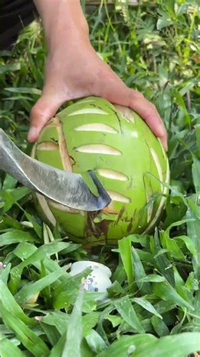 Coconut pattern #Amazing #fruit #Rubber #feed #trendtoday #reelsviralシ