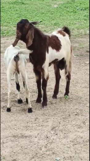 الماعز المضحكة تستمتع 🐐🙈🙊 #goat #thar #funny #shorts #views