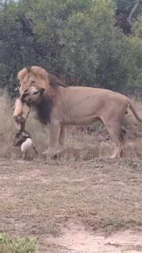 serengeti national park #mufasa #lion #reelsinstagram #junglebook