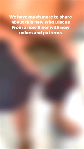 2026 will surprise many Wild Discus enthusiasts. We searched for and found new colours and patterns of Wild Discus in new communities for you. | Santarem Discus Plus