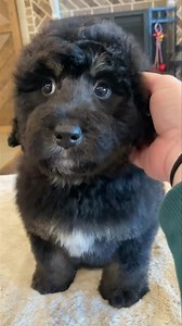 Just the sweetest boy. His eyes 💙 | Clanton Ridge Farm