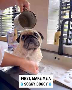 The best way to bathe a pug 🛁🐶 | Puggy Smalls