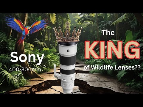 Is The Sony 400-800mm f/6.3-f/8 The KING Of Wildlife Lenses???