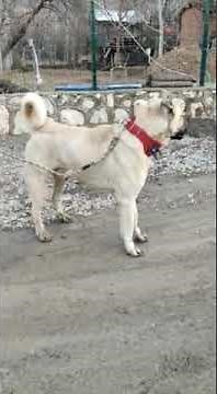 Kangal vs Pitbull 2