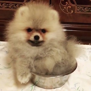 4K views · 770 reactions | Cute pomeranian puppy! Instagram: @royalpomskennel | BuzzSharer Pomeranians | Facebook