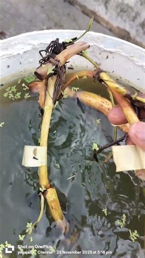 How I Kept My Lotus Tubers for Sprouting | Easy Lotus Growing Method